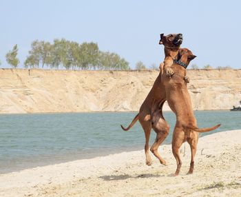 View of dog on beach