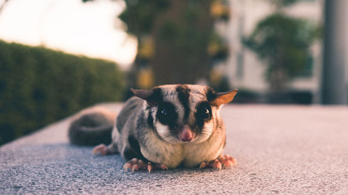 Portrait of sugar glider