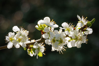 Close-up of white cherry blossoms