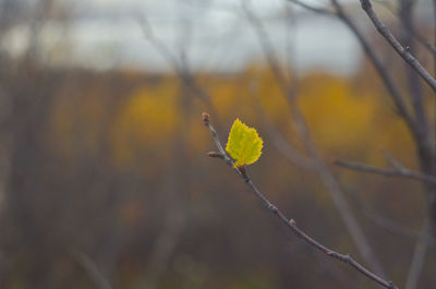 Close-up of autumn leaves on branch