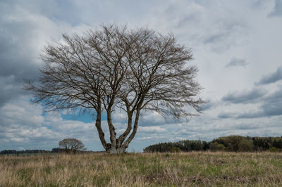 Tree on field against sky