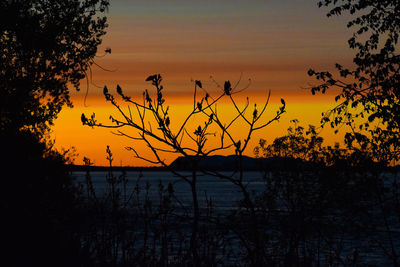 Silhouette plants by lake against romantic sky at sunset