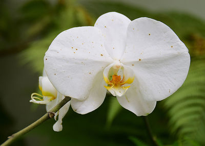 Close-up of white flowering plant