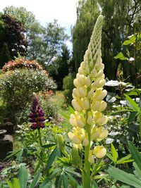 Close-up of flowers blooming on plant