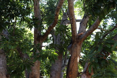 Low angle view of trees in forest