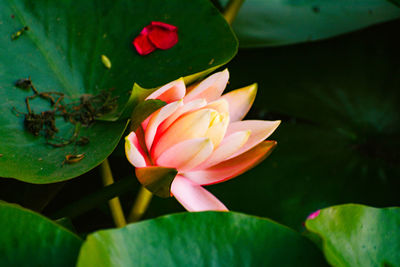 Close-up of lotus water lily in pond