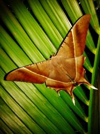 Close-up of green leaves