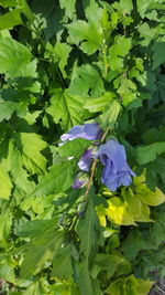 Close-up of purple flowers blooming outdoors