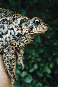 Close-up of hand holding frog