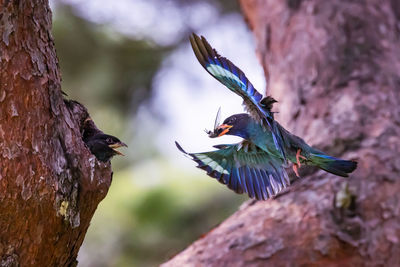 Bird flying over a tree