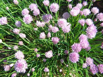 Full frame shot of purple flowers growing in field