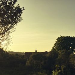 Trees against sky