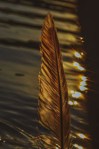 leaf