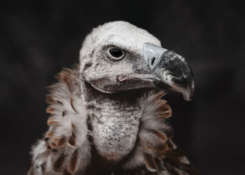 Close-up of vulture