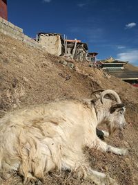 Horse in front of building