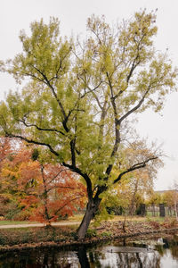 Trees by lake against sky during autumn