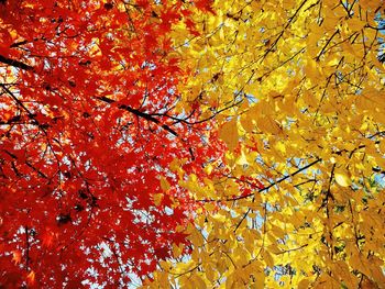 Low angle view of tree branches