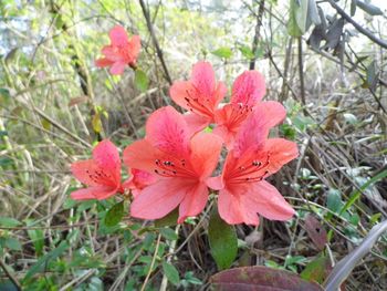 Close-up of red flower