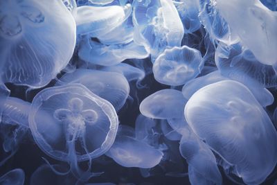 Close-up of jellyfish in sea