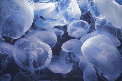 Close-up of jellyfish swimming undersea