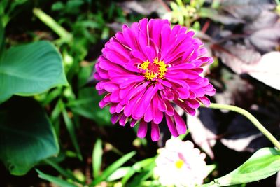 Close-up of pink flowering plant