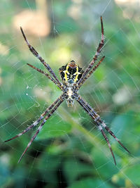 Close-up of spider on web