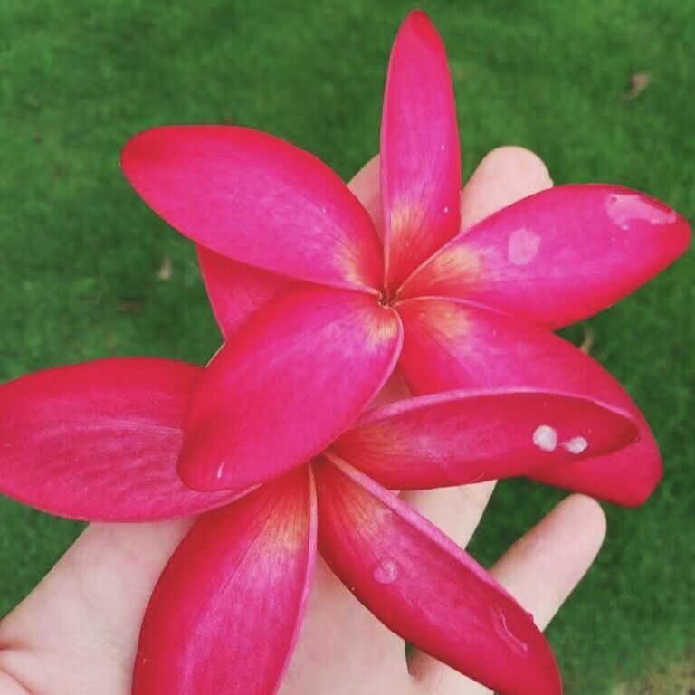 CLOSE-UP OF PINK FLOWERS BLOOMING