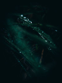 Close-up of raindrops on leaf