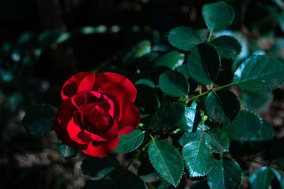 Close-up of red rose on plant