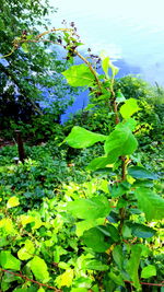 Plants growing on a tree