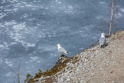 Seagull perching on rock