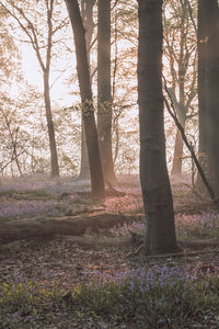 Trees and plants in forest