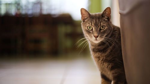 Close-up portrait of tabby cat