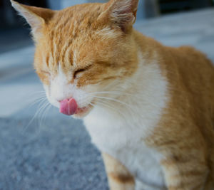 Close-up of cat sticking out tongue on footpath