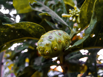 Close-up of green leaves