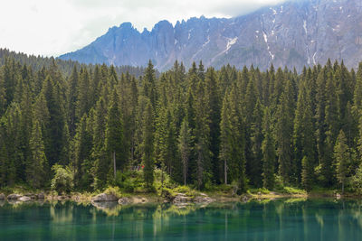 Panoramic view of pine trees by lake against sky