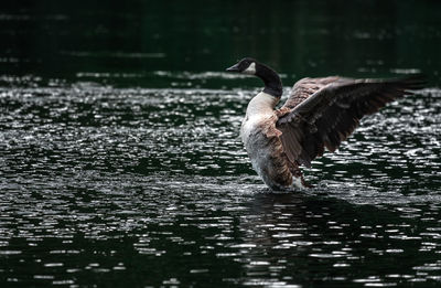 Bird with spread wings swimming on lake