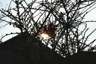 Low angle view of tree against sky during sunset