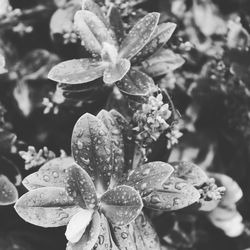 Close-up of water drops on plant