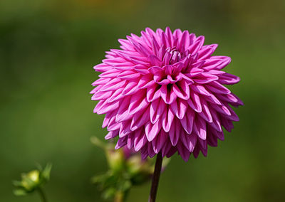 Close-up of pink dahlia flower