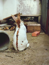 White cat sitting on floor