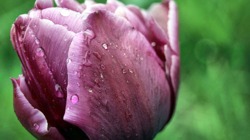 Close-up of water drops on pink tulip blooming outdoors