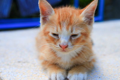 Close-up portrait of a cat