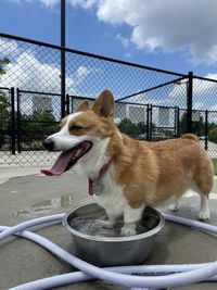 Dog lying down on fence against sky