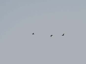 Low angle view of birds flying against clear sky