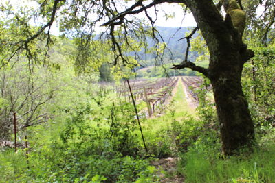 Scenic view of forest