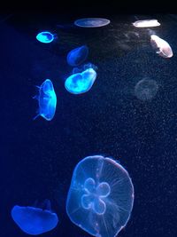 Blue jellyfishes swimming in sea