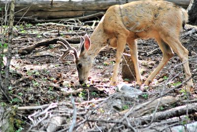 Deer standing in a forest