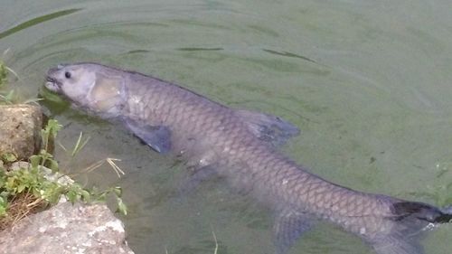 Crocodile in water