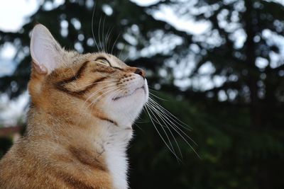 Close-up of a cat looking away